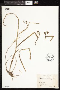 Sparganium angustifolium image