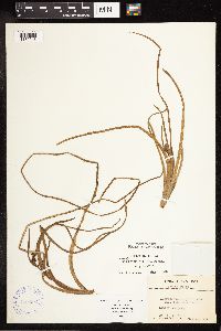 Sparganium angustifolium image