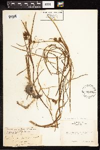 Sparganium angustifolium image