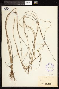 Sparganium angustifolium image