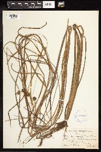 Sparganium angustifolium image