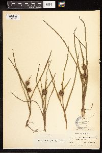 Sparganium angustifolium image