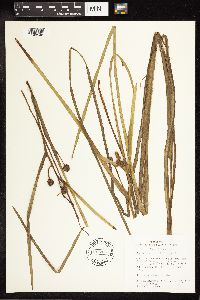Sparganium angustifolium image