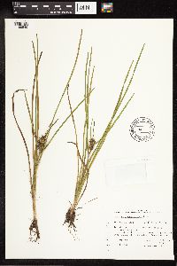 Sparganium emersum image