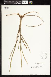 Sparganium emersum image