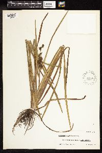 Sparganium emersum image