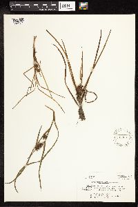 Sparganium emersum image