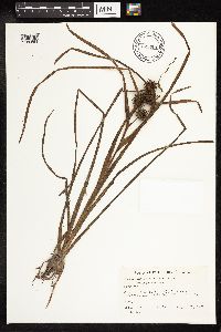 Sparganium emersum image