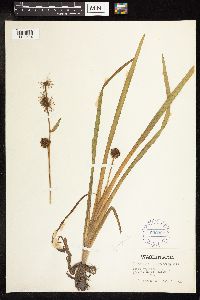 Sparganium emersum image