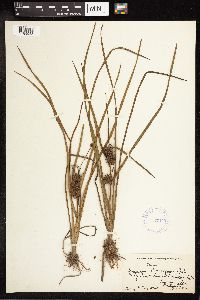 Sparganium emersum image