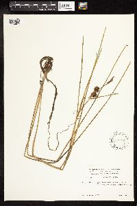 Sparganium emersum image