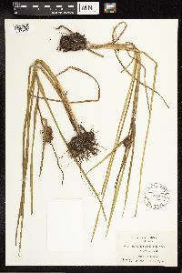 Sparganium emersum image