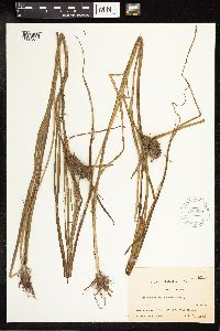 Sparganium emersum image