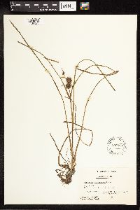 Sparganium emersum image