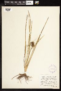 Sparganium emersum image