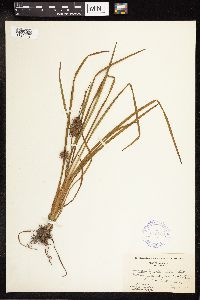 Sparganium emersum image