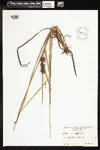 Sparganium emersum image