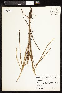 Sparganium emersum image