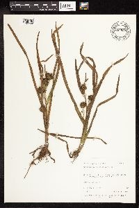 Sparganium emersum image