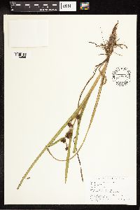 Sparganium emersum image