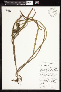 Sparganium emersum image