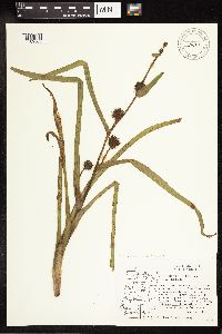 Sparganium emersum image