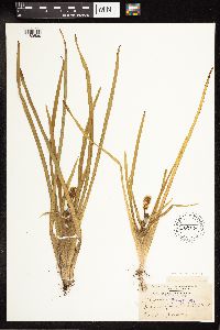 Sparganium emersum image