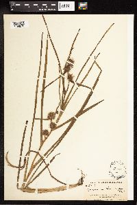 Sparganium emersum image