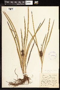 Sparganium emersum image