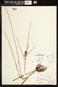 Sparganium emersum image