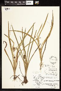 Sparganium emersum image