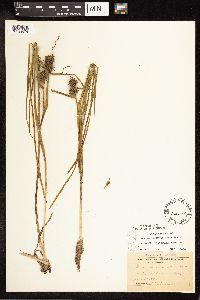 Sparganium emersum image