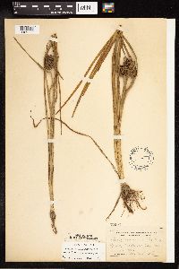 Sparganium emersum image