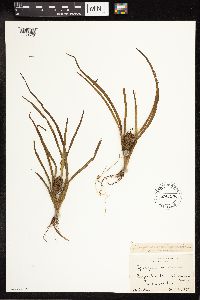 Sparganium emersum image