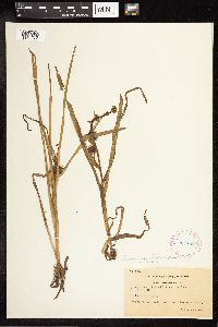 Sparganium emersum image