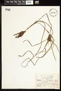 Sparganium emersum image