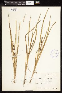 Sparganium emersum image