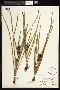 Sparganium emersum image