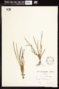 Sparganium emersum image