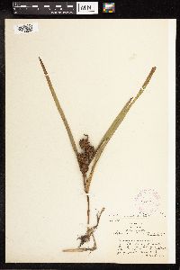 Sparganium emersum image