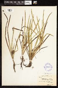 Sparganium emersum image