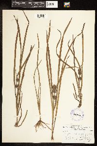 Sparganium emersum image