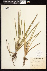 Sparganium emersum image