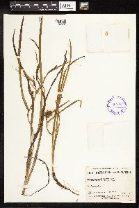 Sparganium emersum image