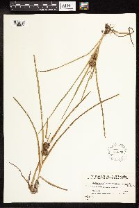 Sparganium emersum image