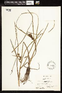 Sparganium emersum image