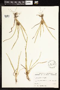 Sparganium emersum image