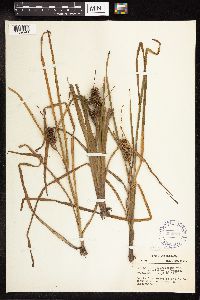 Sparganium emersum image