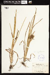 Sparganium emersum image