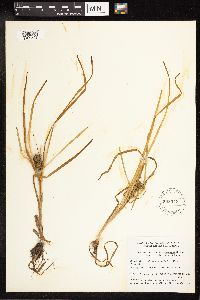 Sparganium emersum image